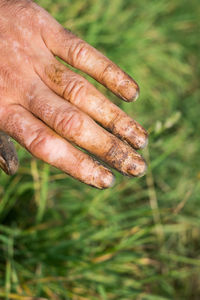 Close-up of hand holding plant