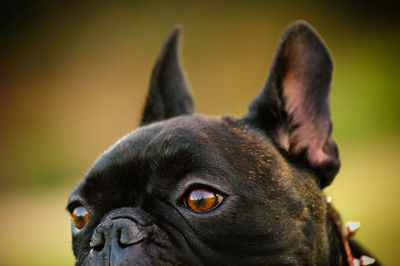 Close-up of french bulldog looking away