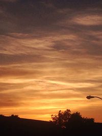 Silhouette of trees at sunset