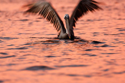 Galapagos pelican on the sea during the sunset