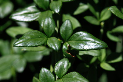 Close-up of leaves