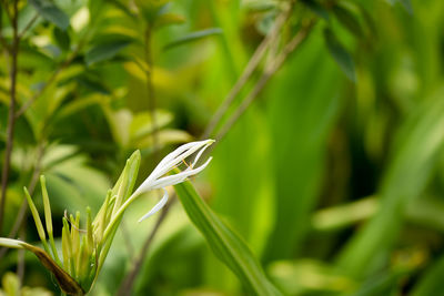 Close-up of fresh green plant