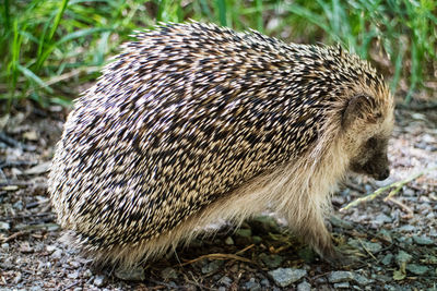 Close-up of an animal on field
