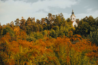 Trees on field against sky with church