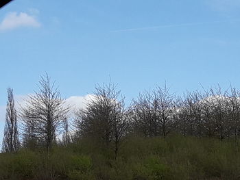 Bare trees on field against clear sky