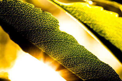 Close-up of leaf