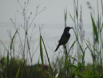 Bird perching on a field