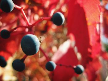 Close-up of red object