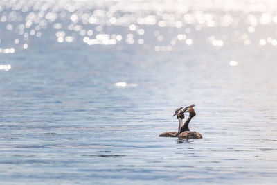 Swan swimming in lake