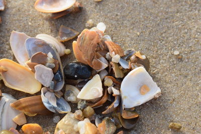 Close-up of seashells on pebbles