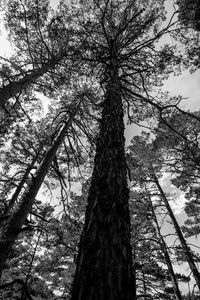 Low angle view of tree against sky