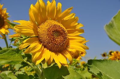 Close-up of sunflower