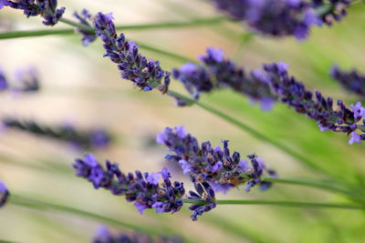 Close-up of purple flowering plant