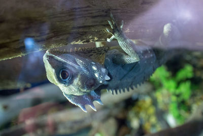 Close-up of fish swimming in sea