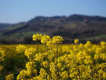 Yellow flowering plants on field