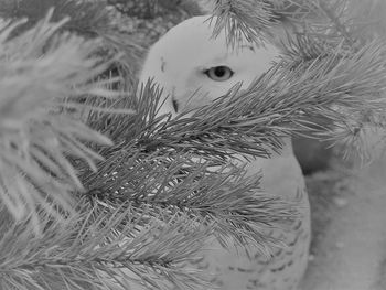 Close-up of feather on snow