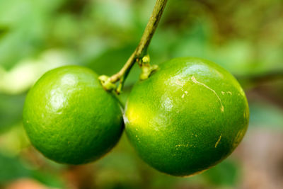 Close-up of apple on tree