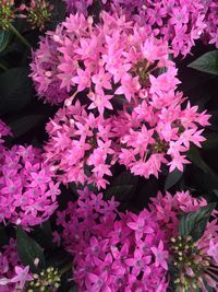 Close-up of pink flowers