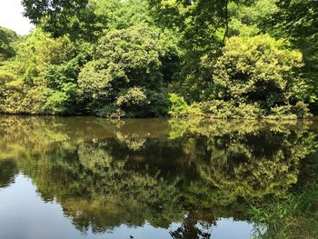 Reflection of trees in lake