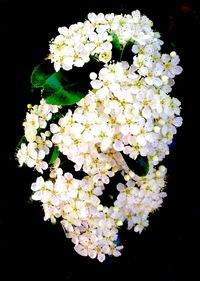 Close-up of white flower blooming against black background