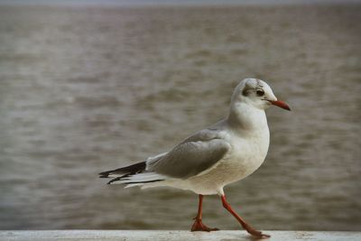 Close-up of seagull perching on beach