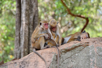 Monkey on rock