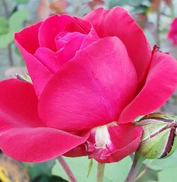 Close-up of pink rose