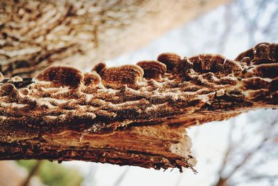 Close-up of dried plant on tree trunk during winter