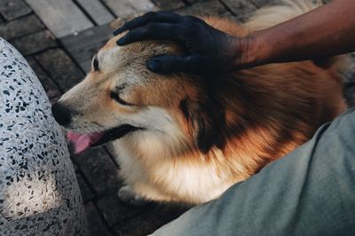 Cropped hand petting dog