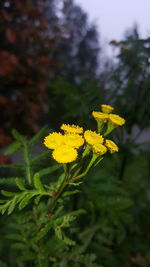 Close-up of yellow flowers