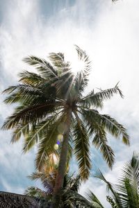 Low angle view of palm trees against sky