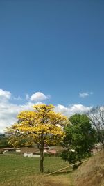 Trees on field against sky during autumn