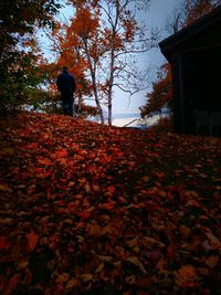 Autumn leaves on tree trunk