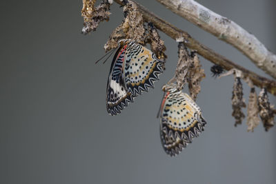 Close-up of butterfly on flower