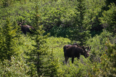 Horse in a forest