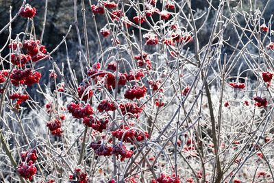 Frozen cherry plants on field