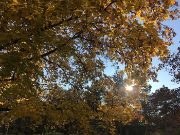 Low angle view of trees against sky