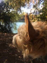 Close-up of dog against trees
