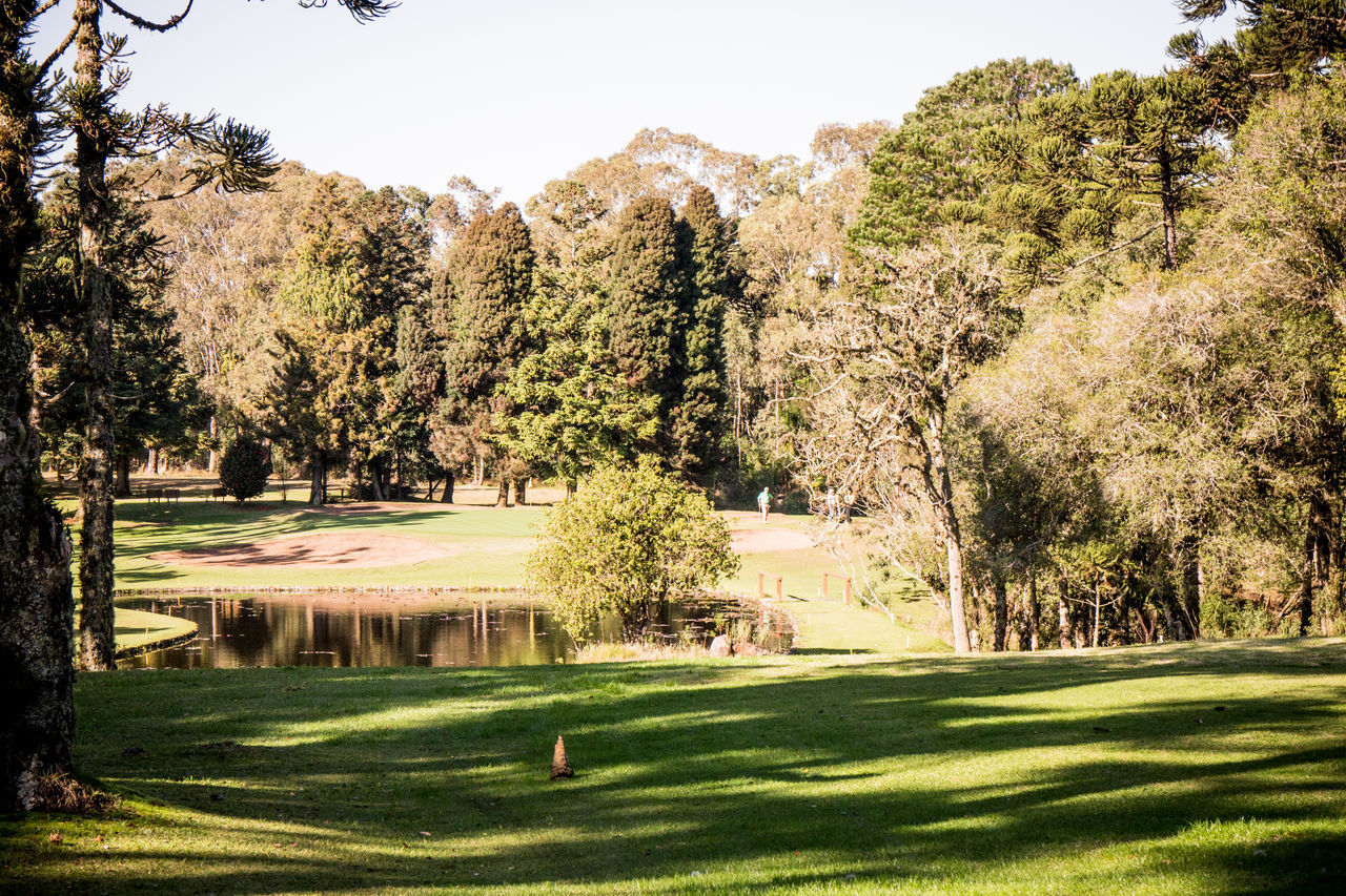 TREES GROWING ON GOLF COURSE