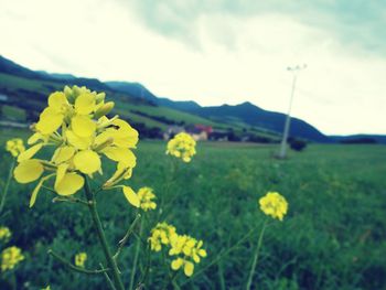 Close-up of yellow flowers blooming in field