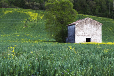 Scenic view of field by house and trees