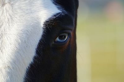 Close-up portrait of horse