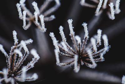 Close-up of frozen plant