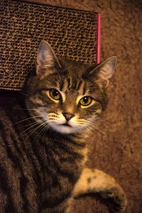 Close-up portrait of cat