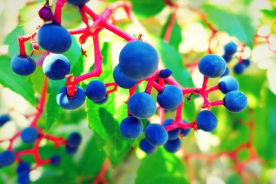 Close-up of fruits