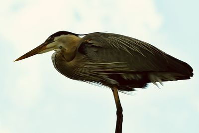 Close-up of gray heron