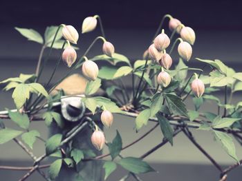 Close-up of white flowers