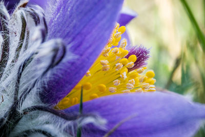 Close-up of purple iris flower