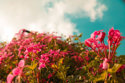 Close-up of pink flowering plant