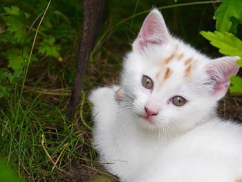 Portrait of white kitten in back yard